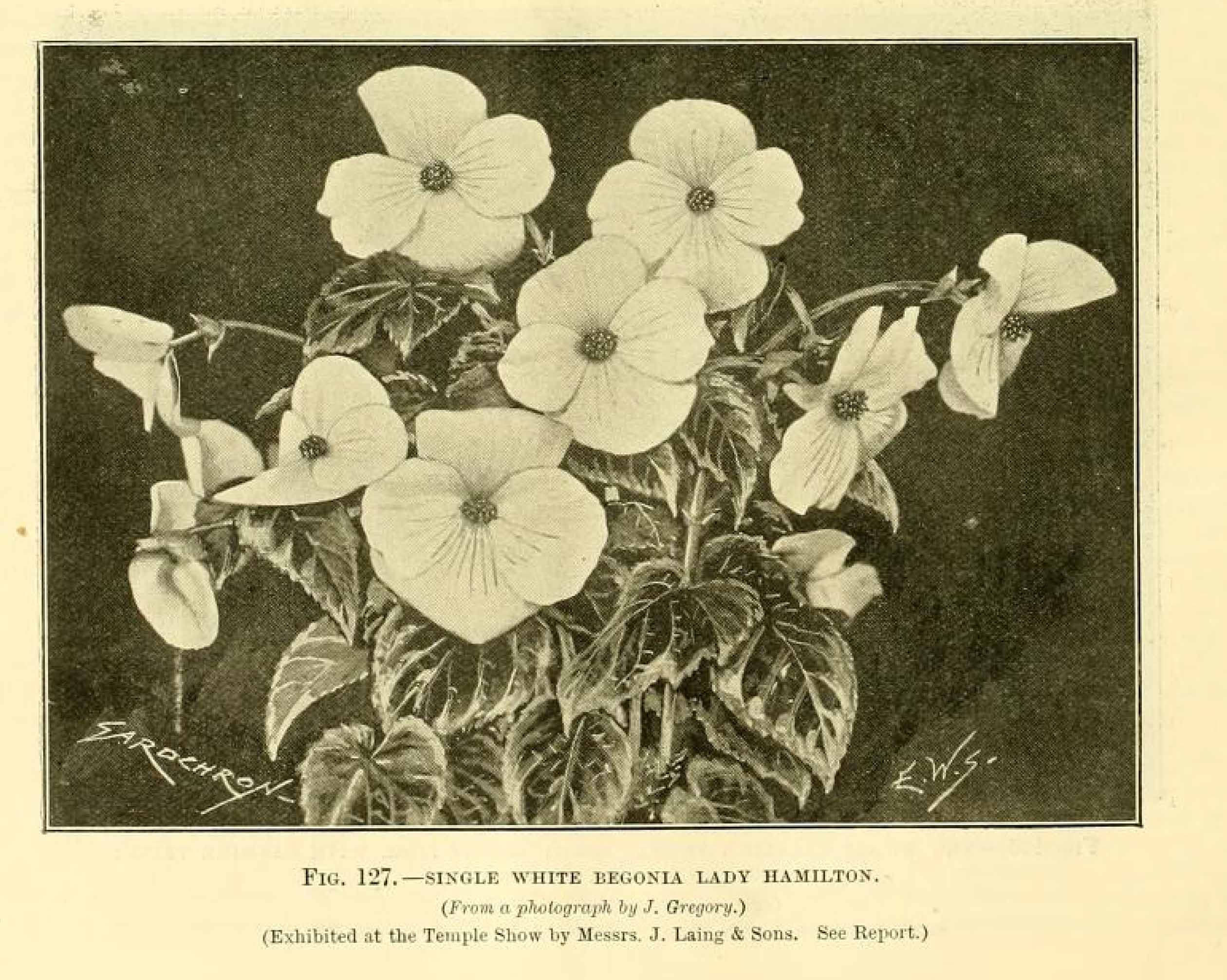 B. ‘Lady Hamilton’
